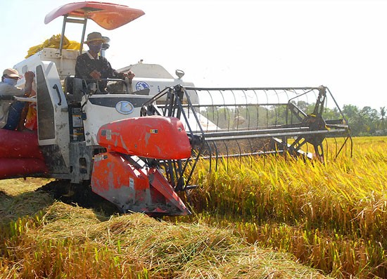 Farmers have reaped a poor winter spring rice crop with low prices in the Mekong Delta (Photo: SGGP)